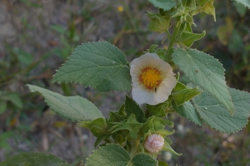 Sida vallsii photo 7