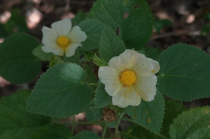 Sida vallsii photo 8