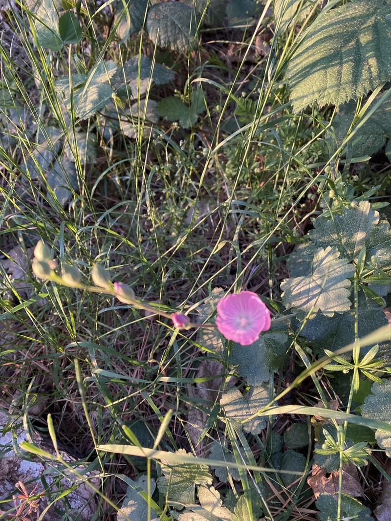 Dwarf Checkerbloom
