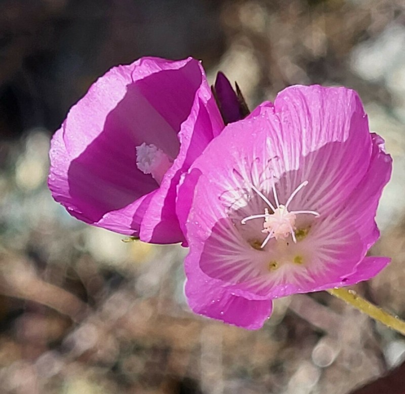 Dwarf Checkerbloom photo 2