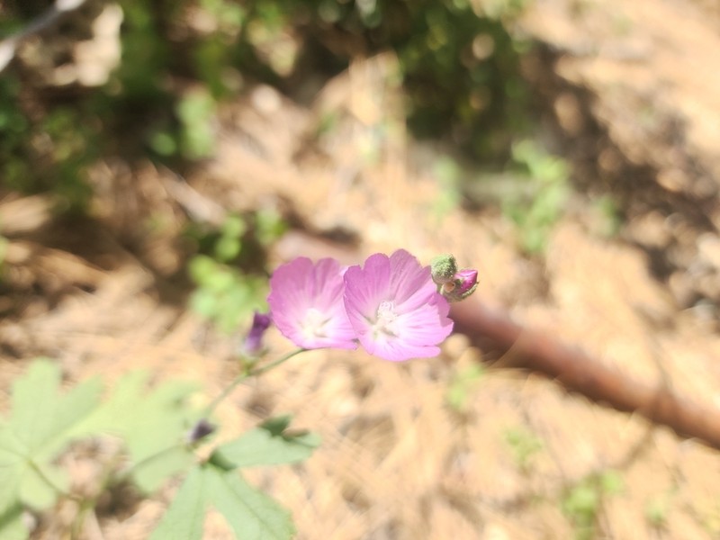 Dwarf Checkerbloom photo 3