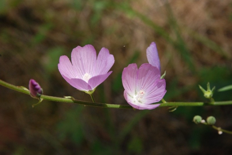 Dwarf Checkerbloom photo 4