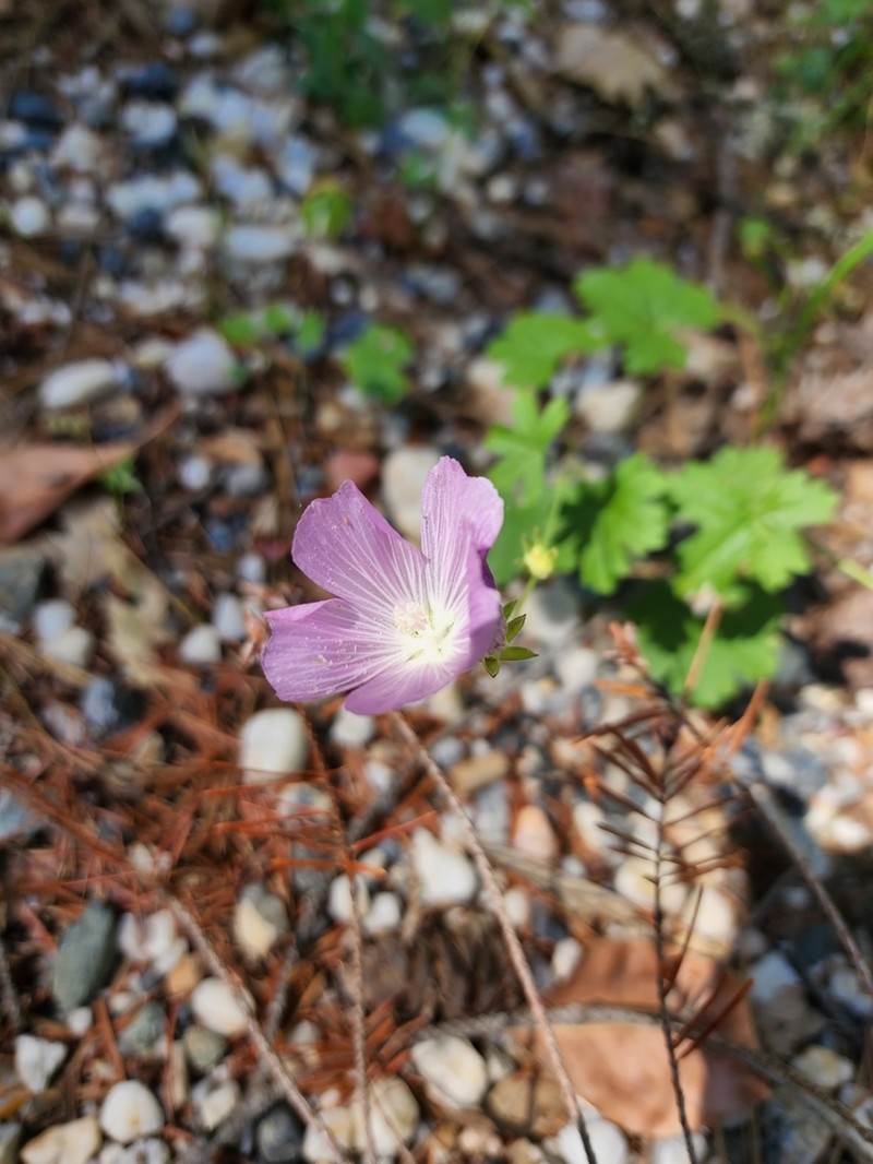 Dwarf Checkerbloom photo 5