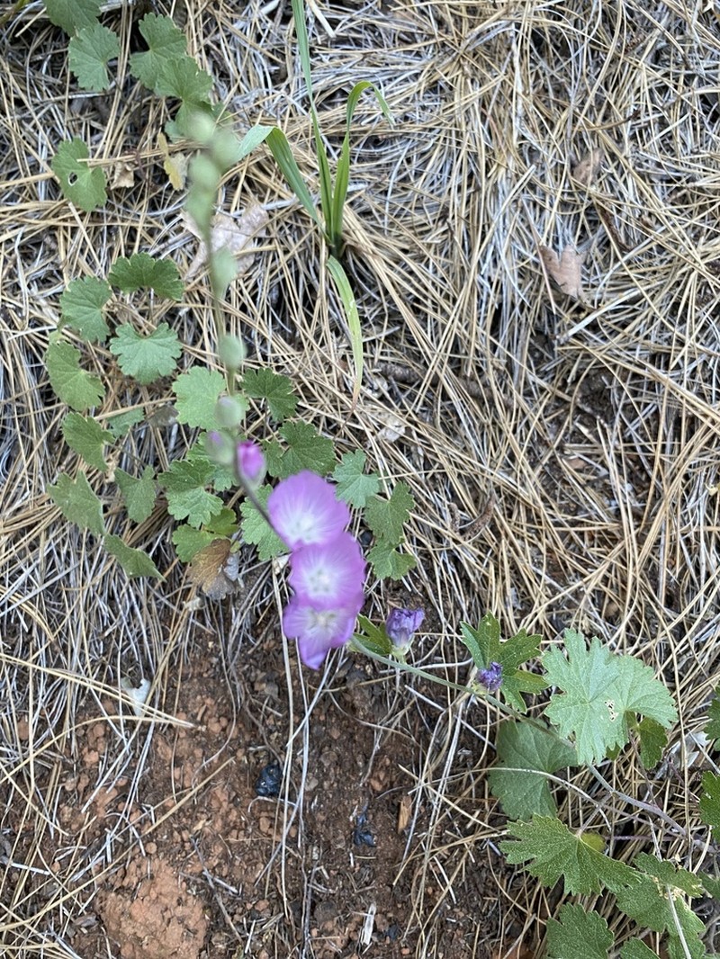 Dwarf Checkerbloom photo 6