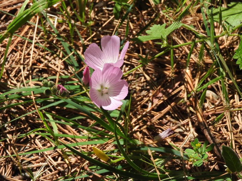 Dwarf Checkerbloom photo 7