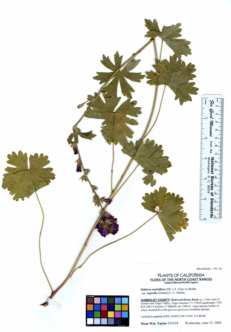 Dwarf Checkerbloom