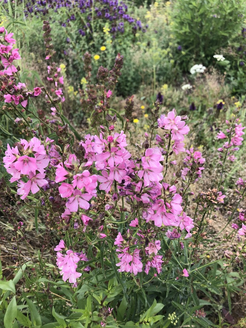 Dwarf Checkerbloom photo 2