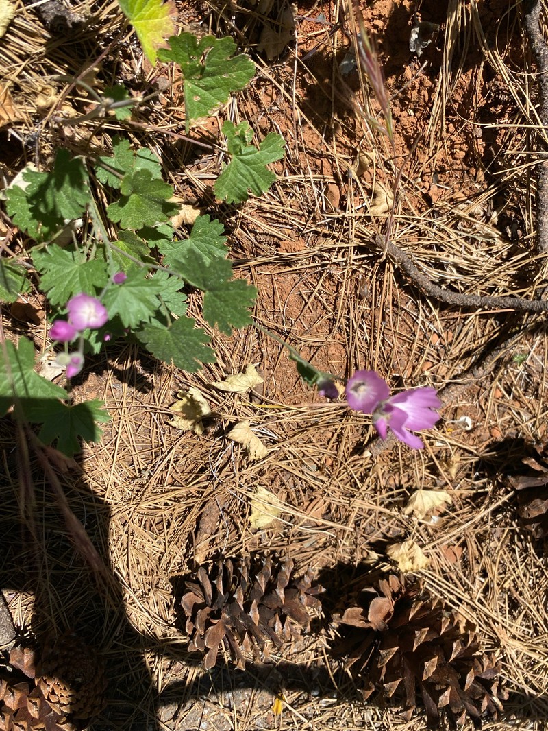 Sidalcea asprella subsp. asprella