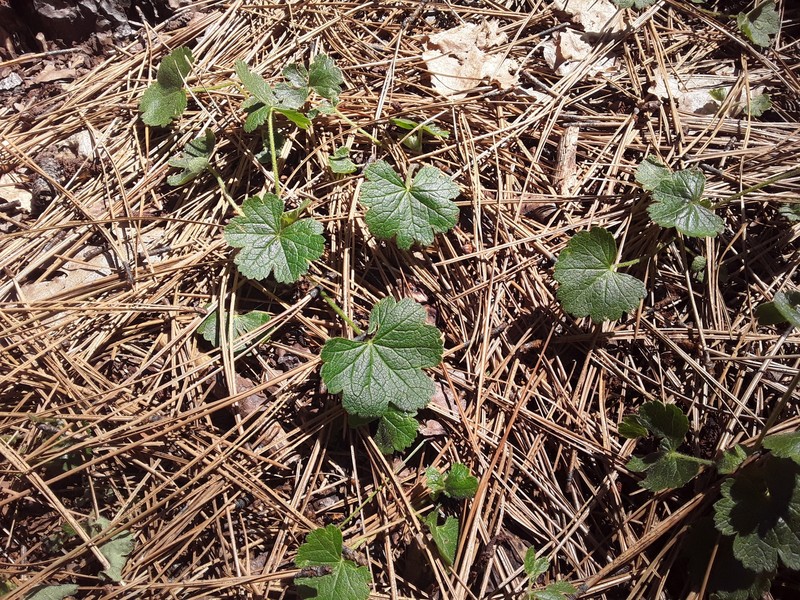 Sidalcea asprella subsp. asprella photo 2