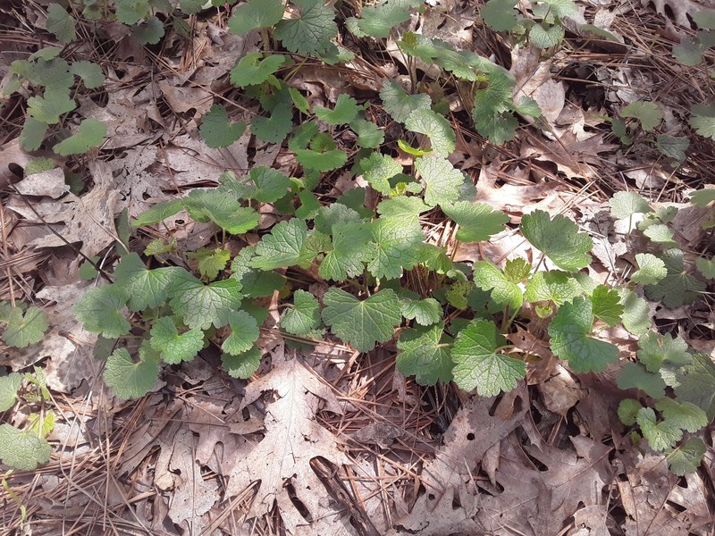 Sidalcea asprella subsp. asprella photo 3
