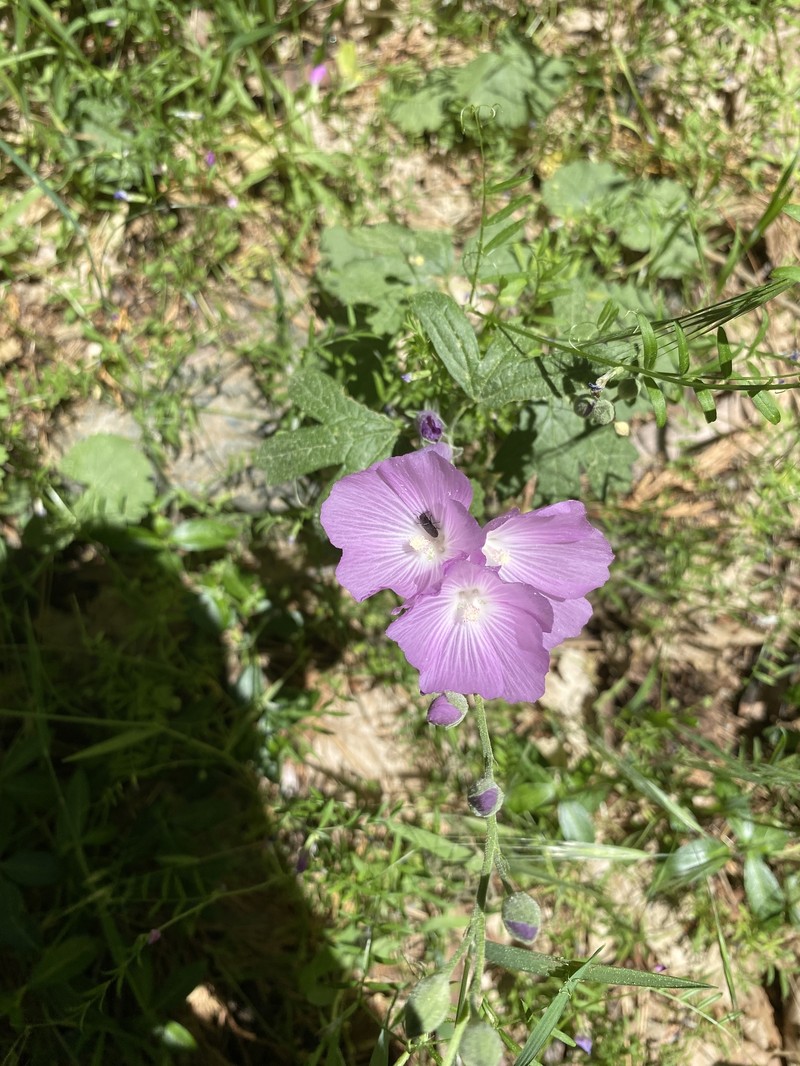 Sidalcea asprella subsp. asprella photo 4