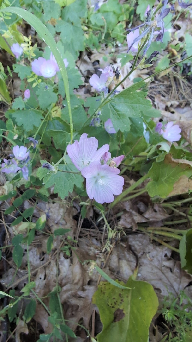 Sidalcea asprella subsp. asprella photo 6