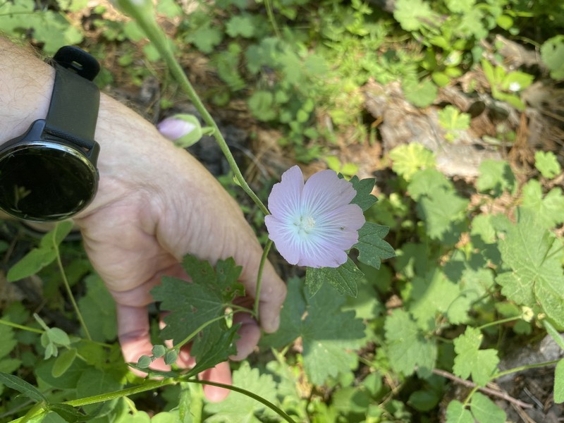 Sidalcea asprella subsp. asprella photo 7