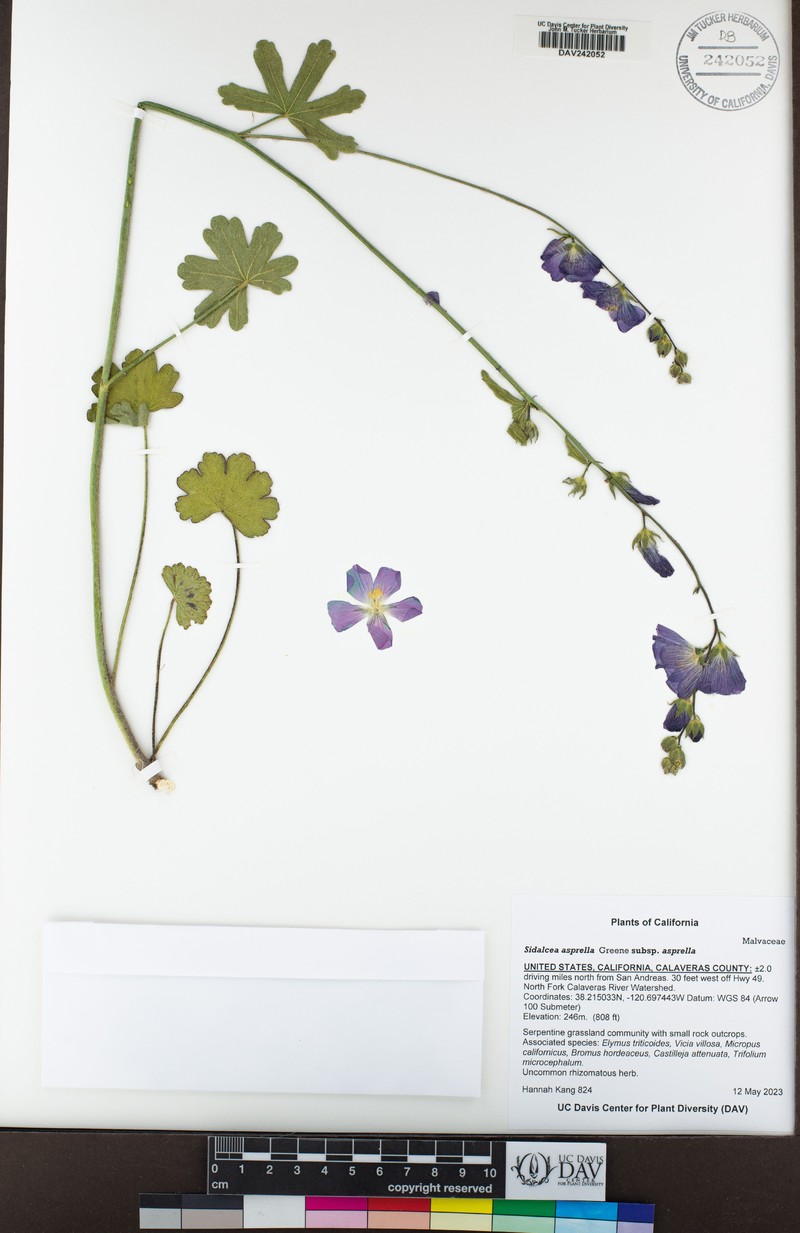 Sidalcea asprella subsp. asprella photo 8