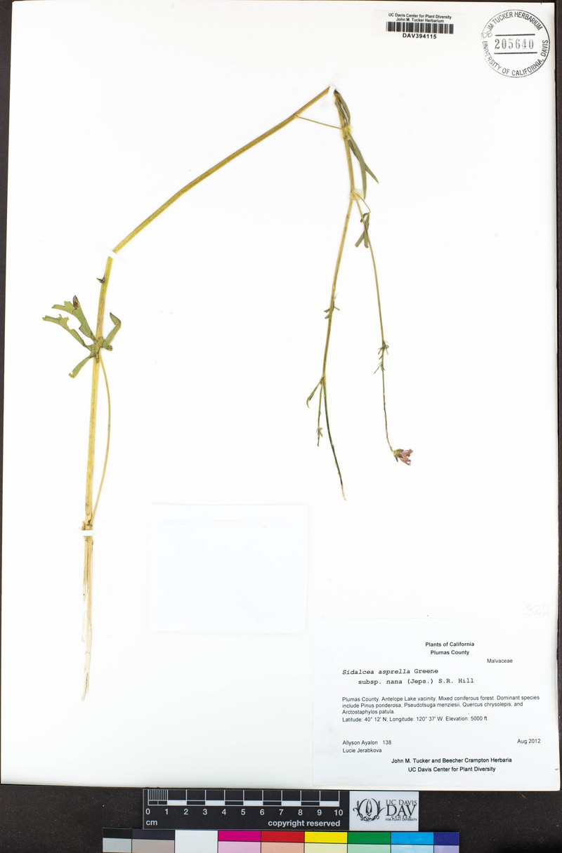 Sidalcea asprella subsp. nana