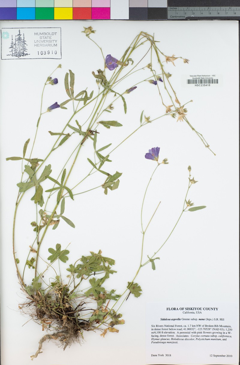 Sidalcea asprella subsp. nana photo 2