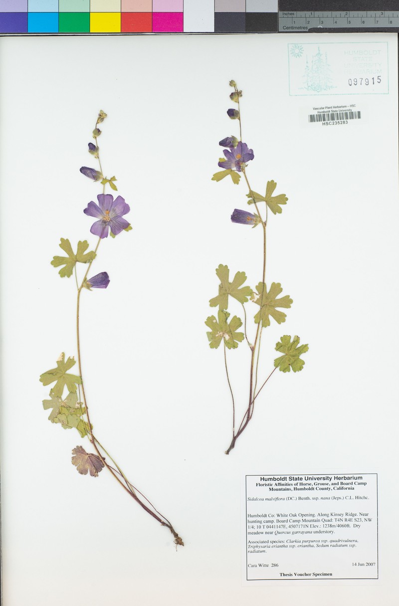 Sidalcea asprella subsp. nana photo 3