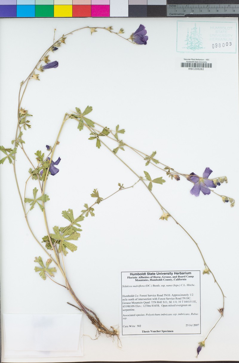 Sidalcea asprella subsp. nana photo 4