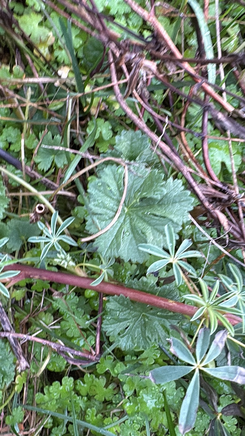 Sidalcea asprella subsp. virgata