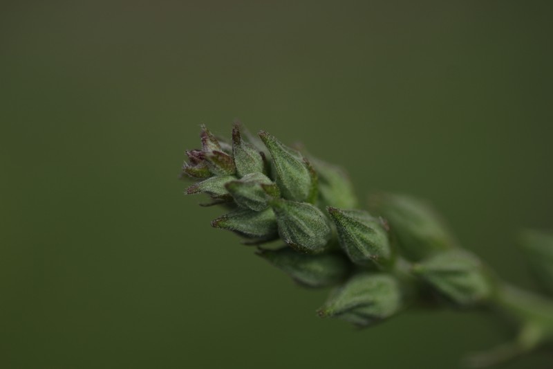 Sidalcea asprella subsp. virgata photo 2