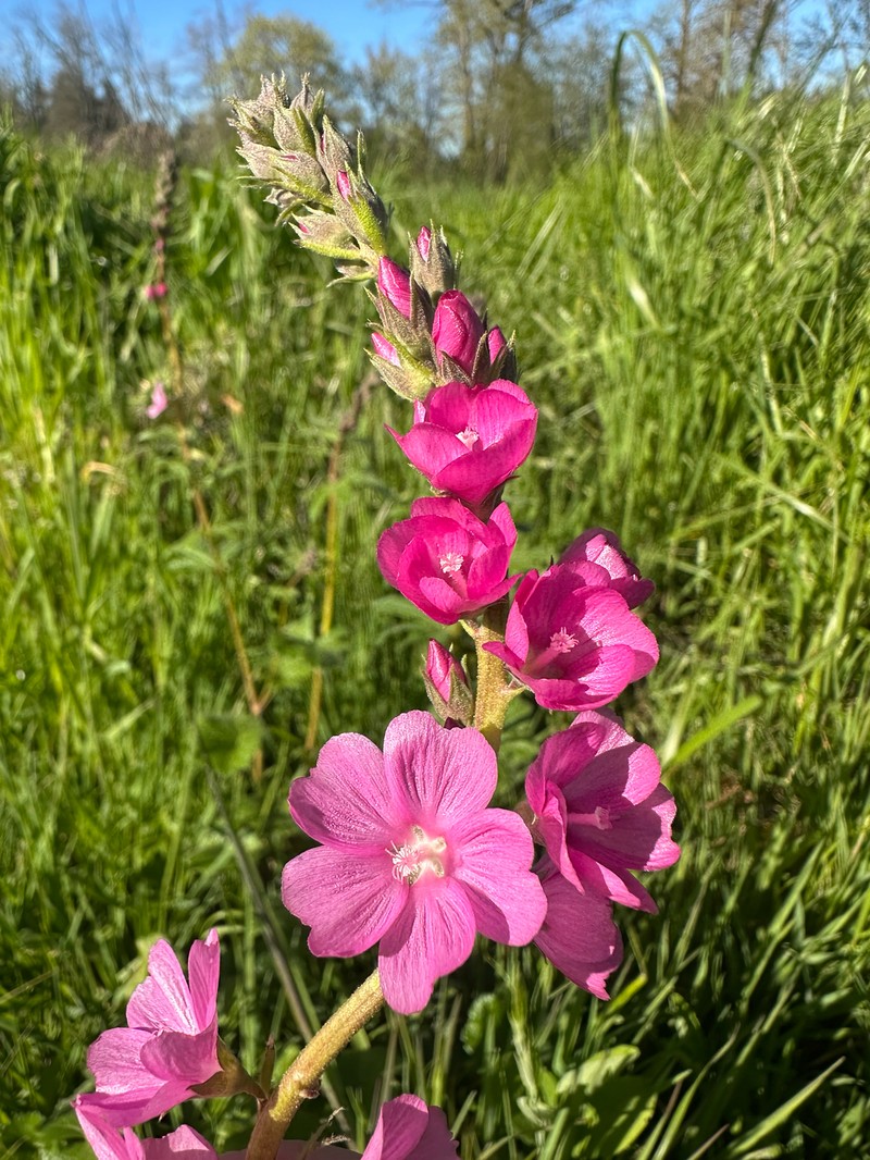 Sidalcea asprella subsp. virgata photo 3