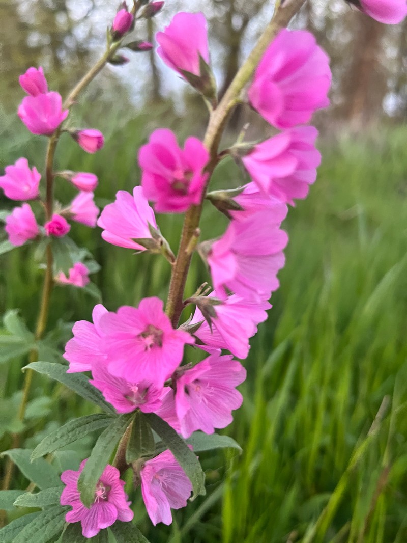 Sidalcea asprella subsp. virgata photo 4