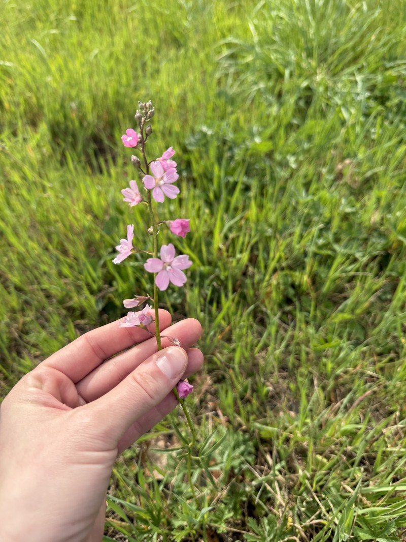 Sidalcea asprella subsp. virgata photo 5
