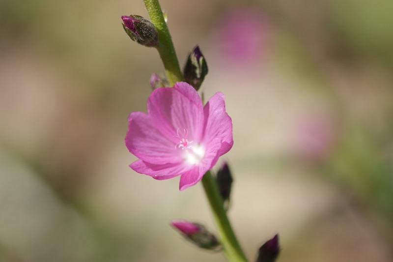 Sidalcea asprella subsp. virgata photo 6