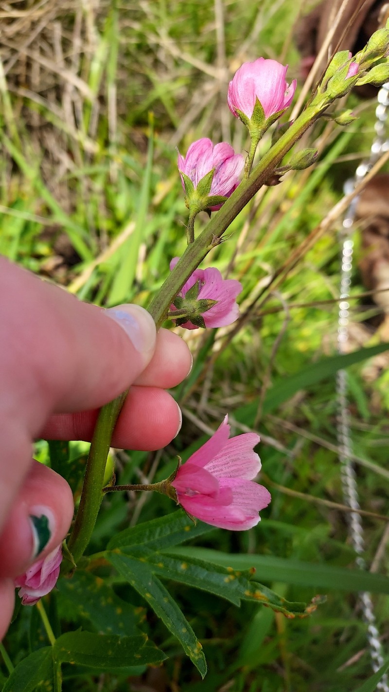 Sidalcea asprella subsp. virgata photo 7