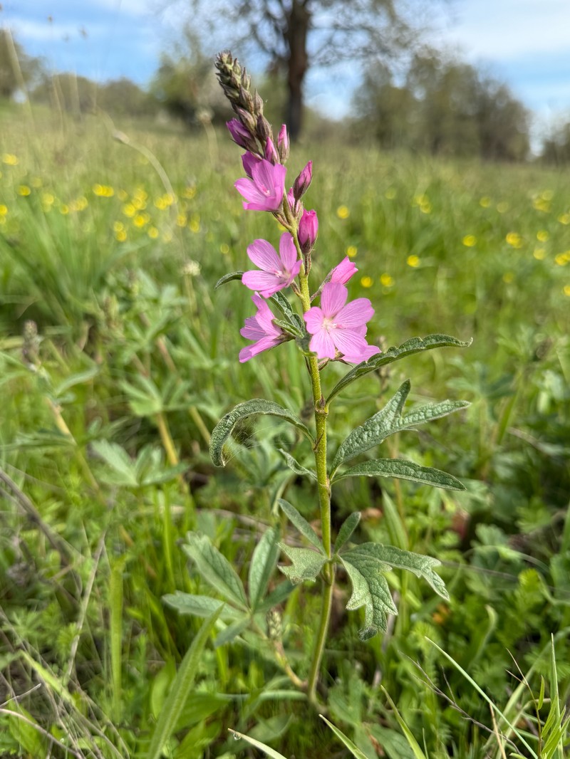 Sidalcea asprella subsp. virgata photo 8