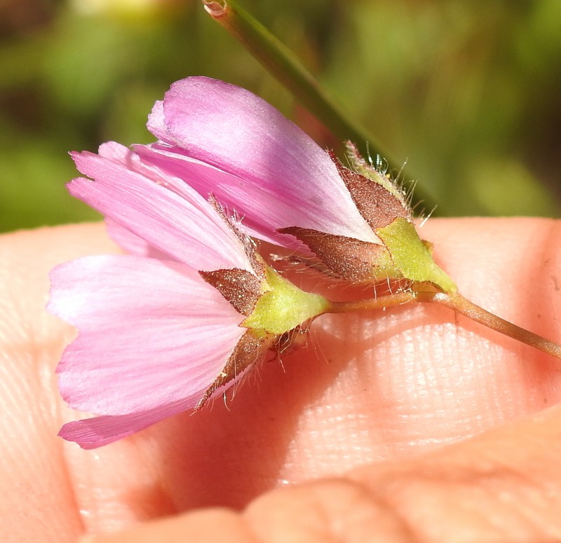 Annual Checkerbloom photo 2