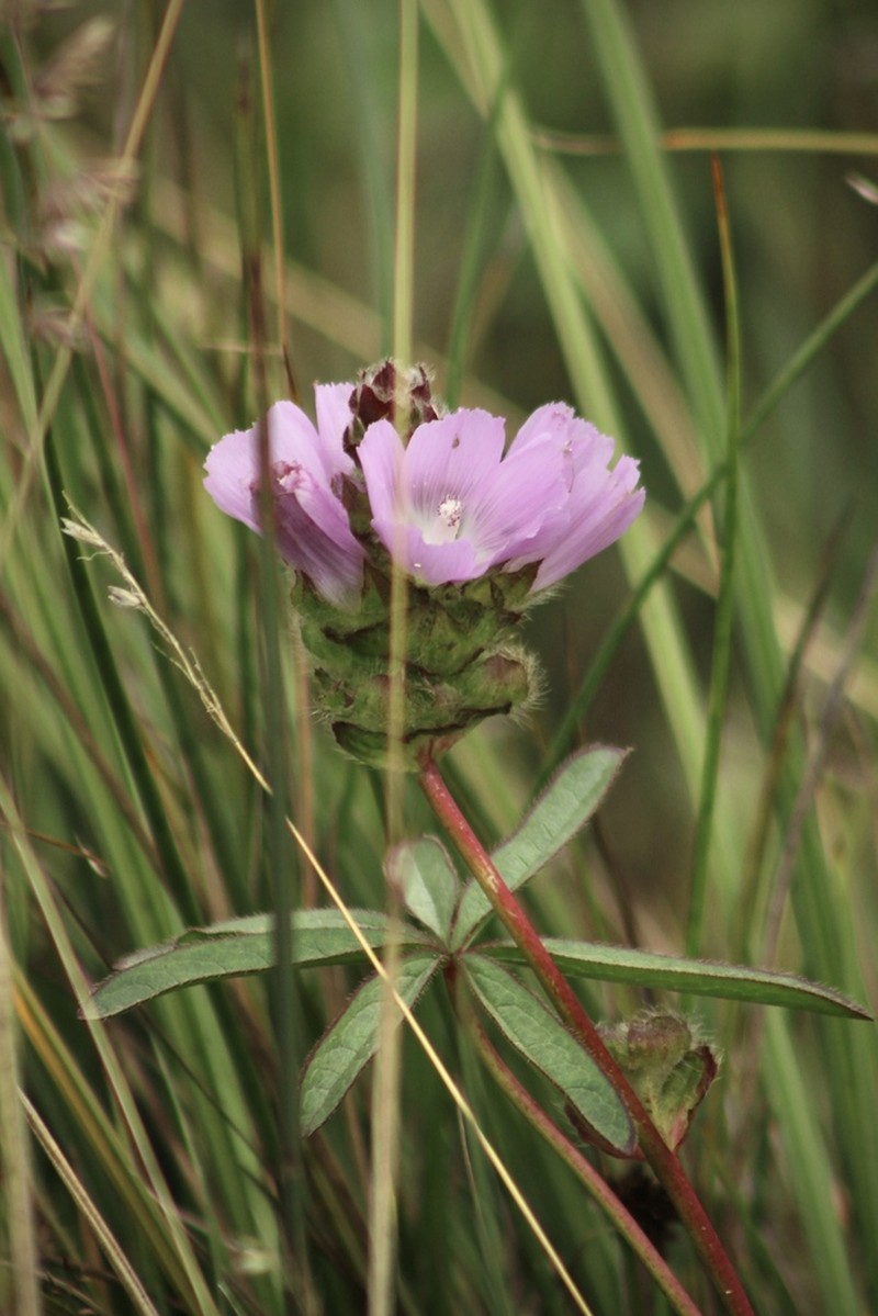Annual Checkerbloom photo 4