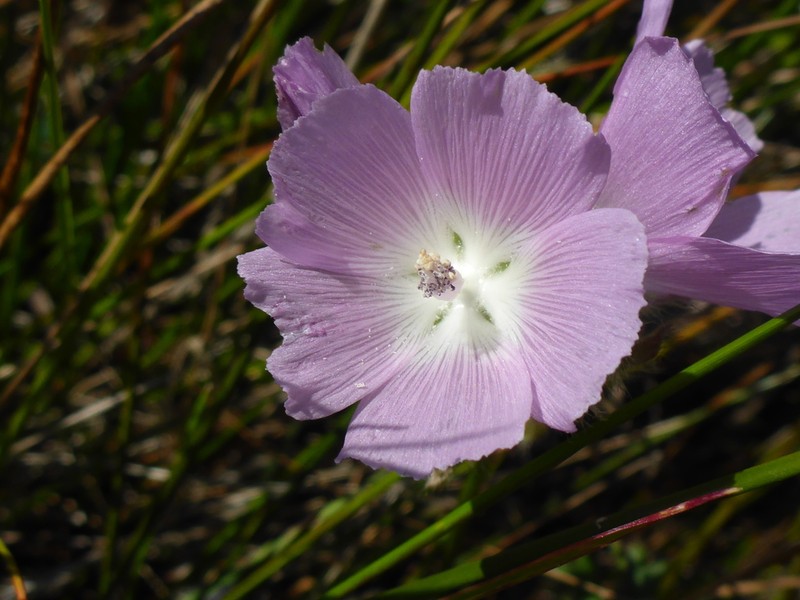 Annual Checkerbloom photo 5