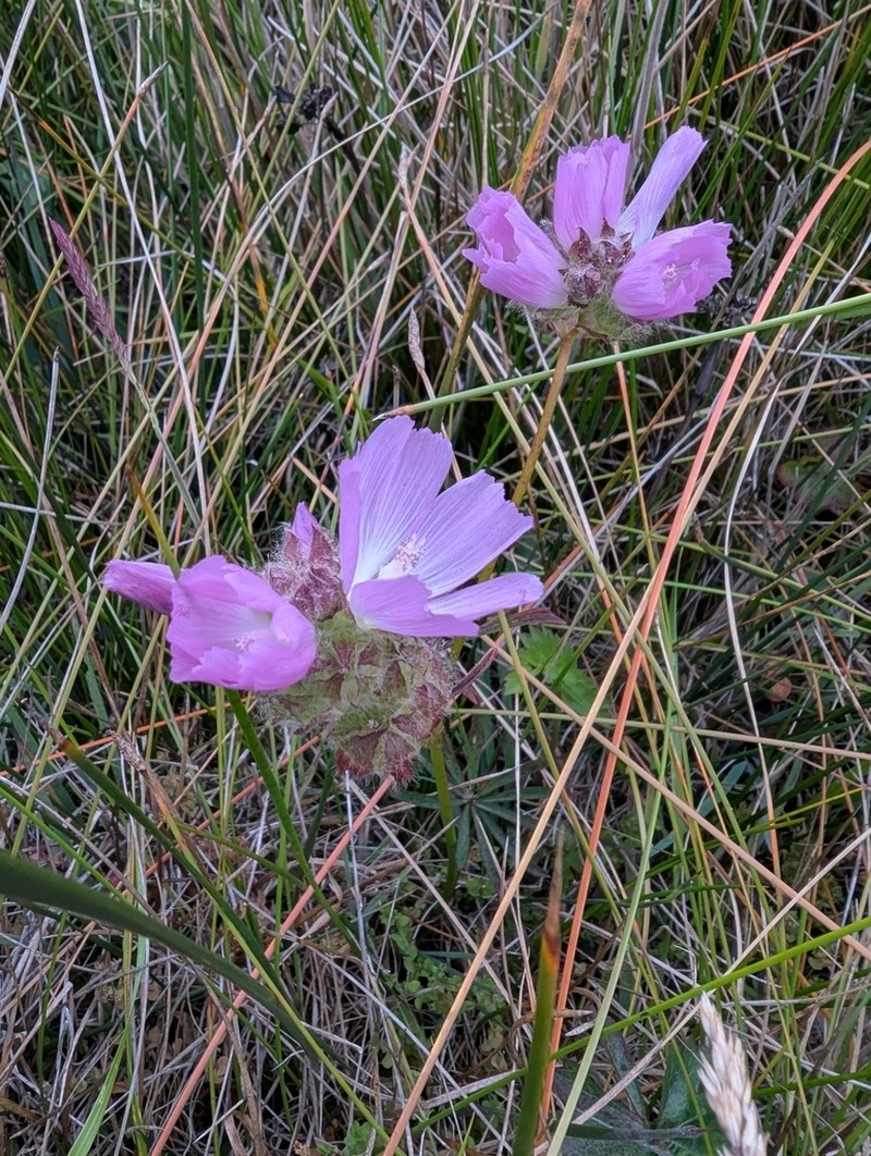 Annual Checkerbloom photo 6