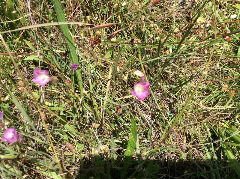 Annual Checkerbloom photo 7