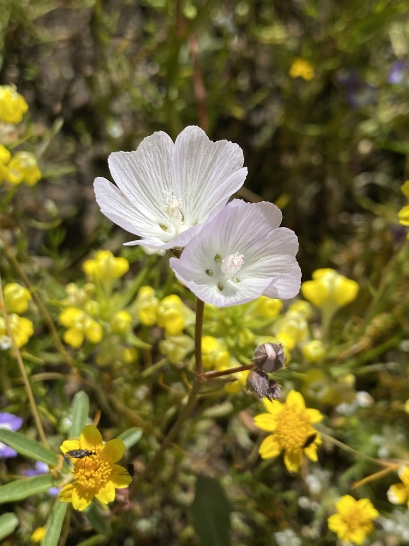 Sidalcea calycosa subsp. calycosa