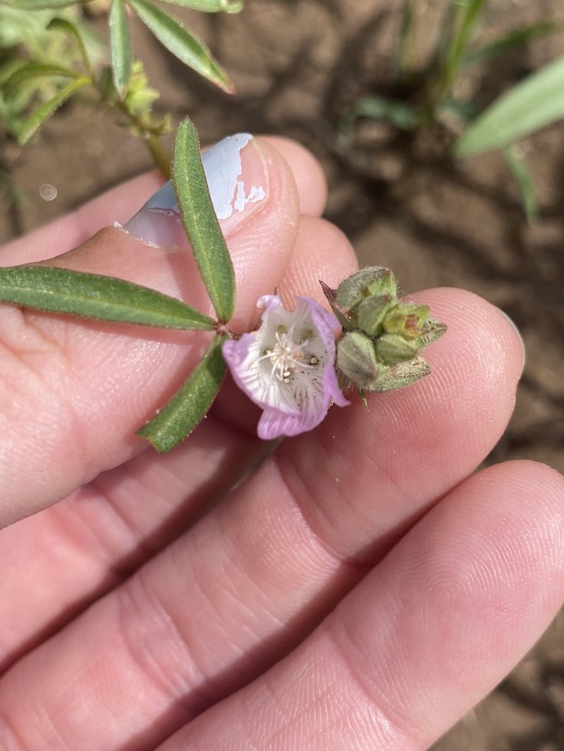 Sidalcea calycosa subsp. calycosa photo 2