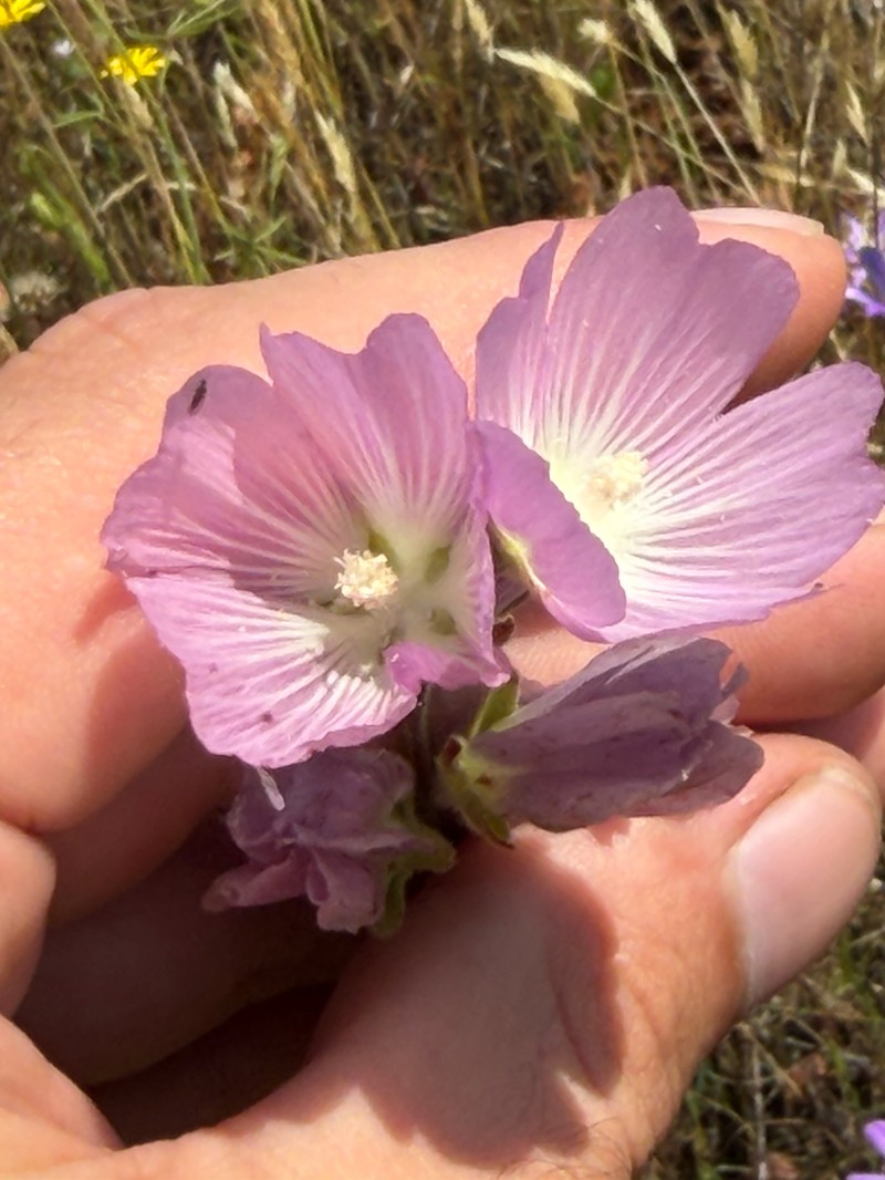Sidalcea calycosa subsp. calycosa photo 3