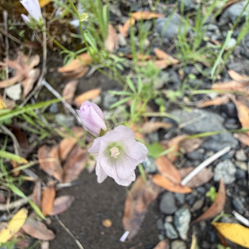 Sidalcea calycosa subsp. calycosa photo 4