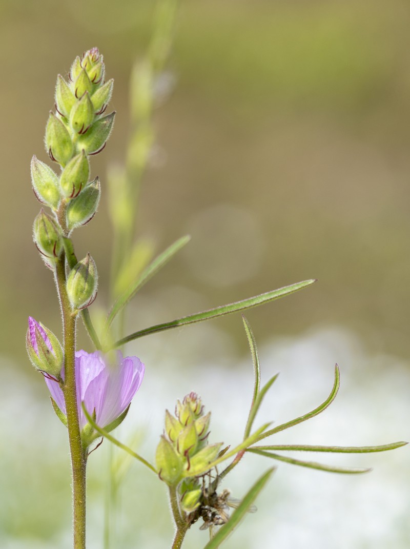 Sidalcea calycosa subsp. calycosa photo 5