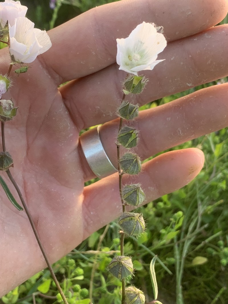 Sidalcea calycosa subsp. calycosa photo 6