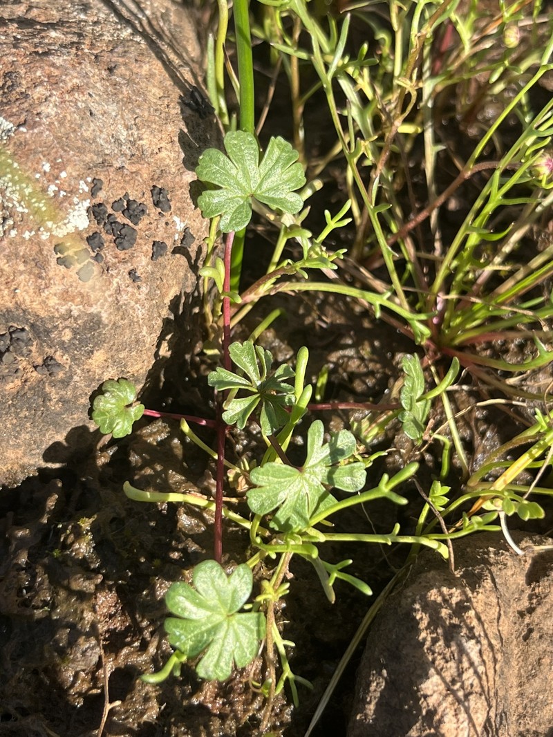Sidalcea calycosa subsp. calycosa photo 7