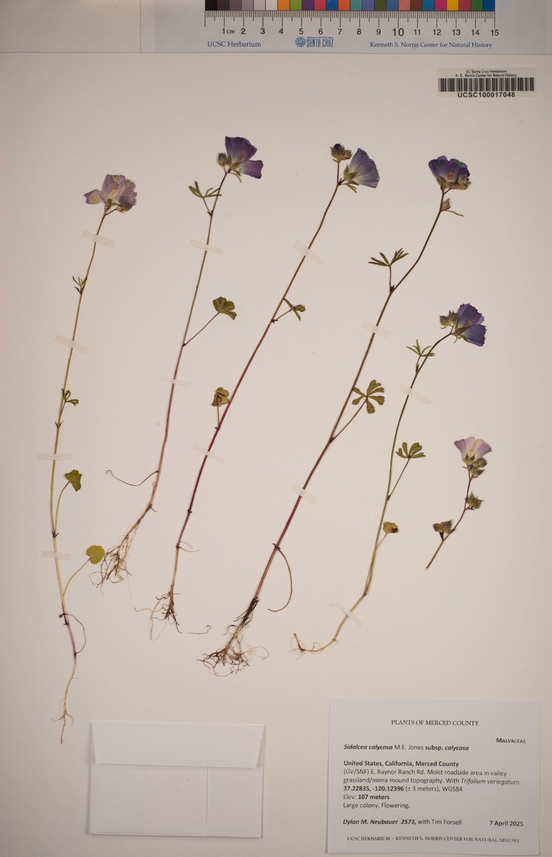 Sidalcea calycosa subsp. calycosa photo 8