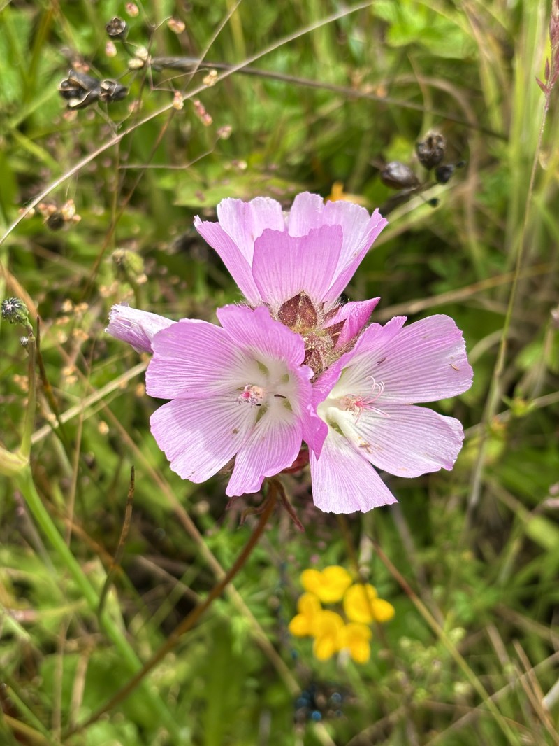 Sidalcea calycosa subsp. rhizomata