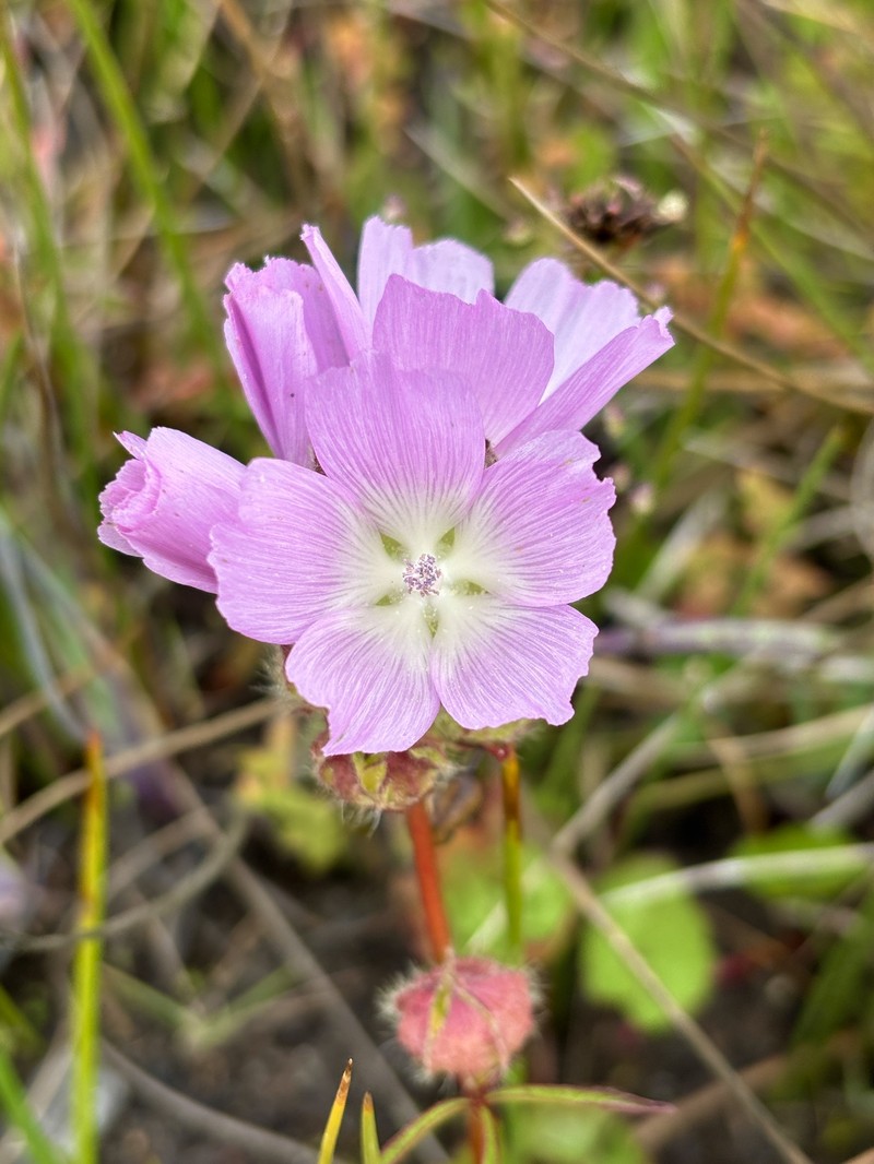 Sidalcea calycosa subsp. rhizomata photo 2