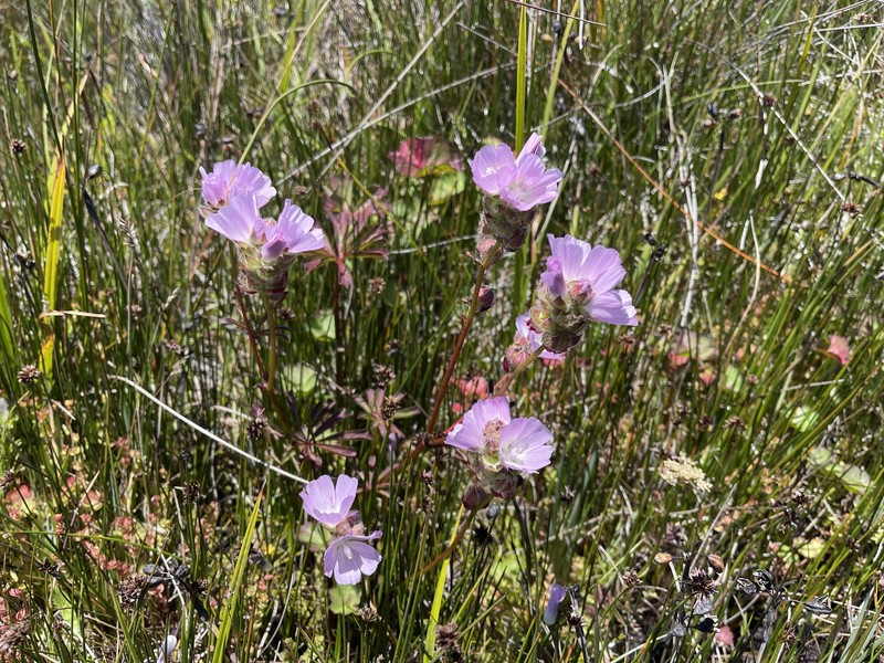 Sidalcea calycosa subsp. rhizomata photo 3