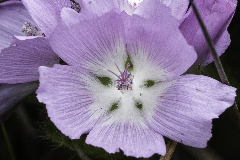 Sidalcea calycosa subsp. rhizomata photo 4
