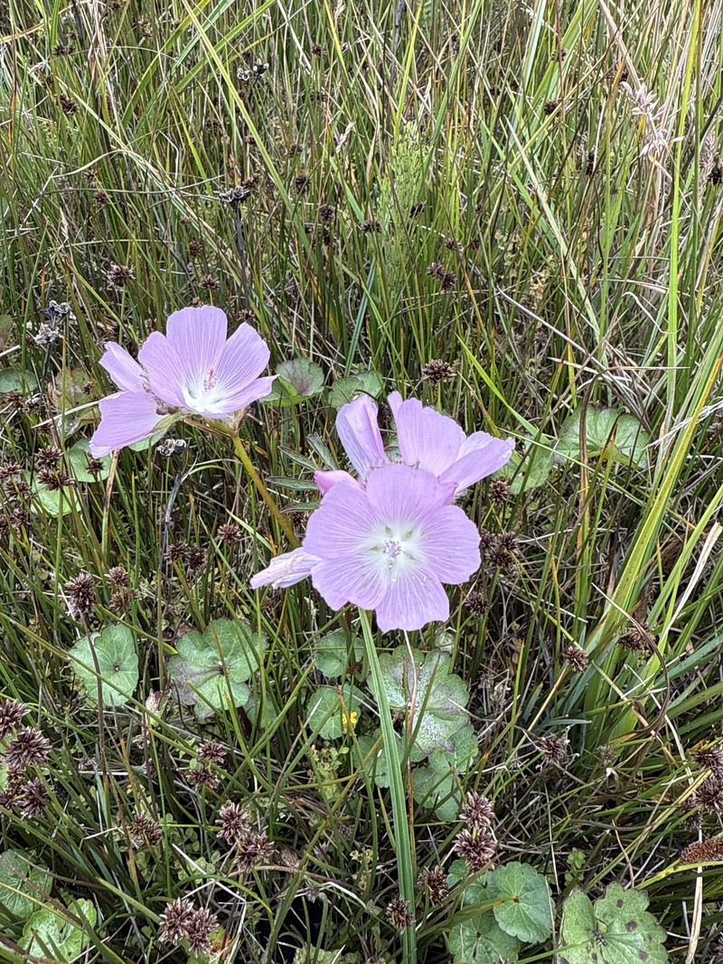 Sidalcea calycosa subsp. rhizomata photo 5