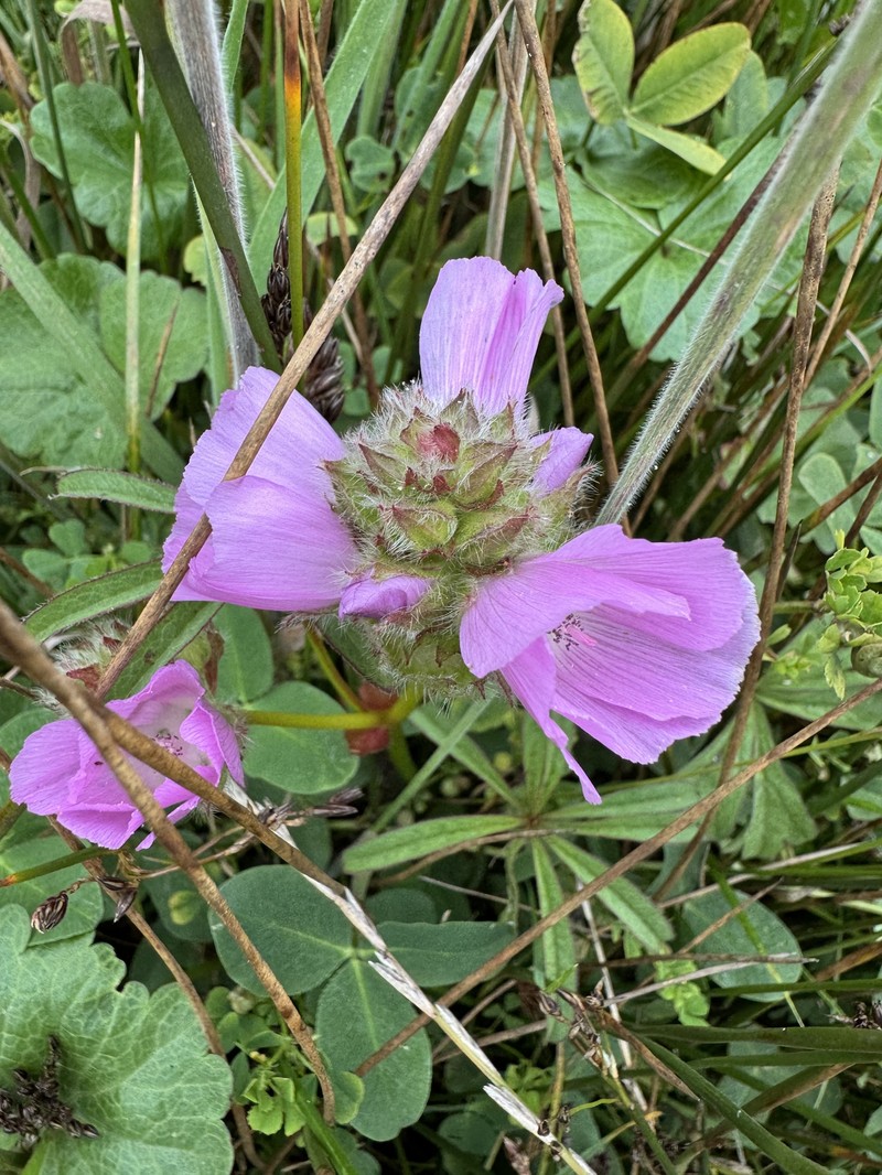 Sidalcea calycosa subsp. rhizomata photo 6