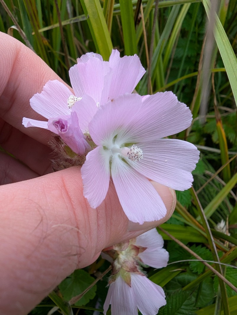 Sidalcea calycosa subsp. rhizomata photo 7